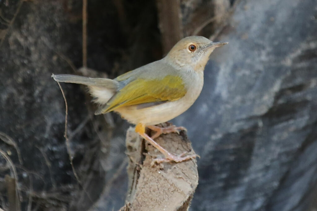 Green-backed Camaroptera