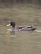 Canard à bec jaune