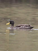 Canard à bec jaune
