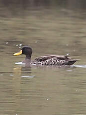Canard à bec jaune