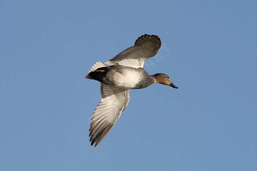 Canard chipeau