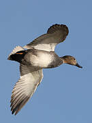 Gadwall