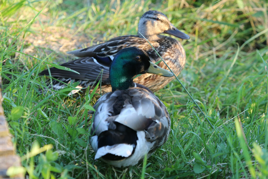 Canard colvert