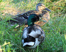 Canard colvert