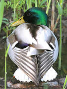 Mallard