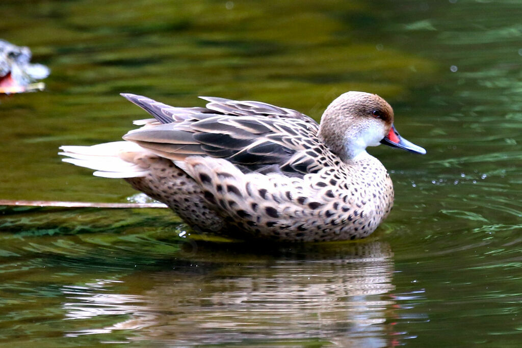 White-cheeked Pintail