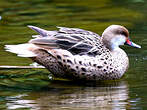 Canard des Bahamas