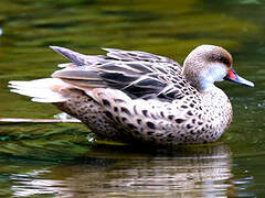 White-cheeked Pintail