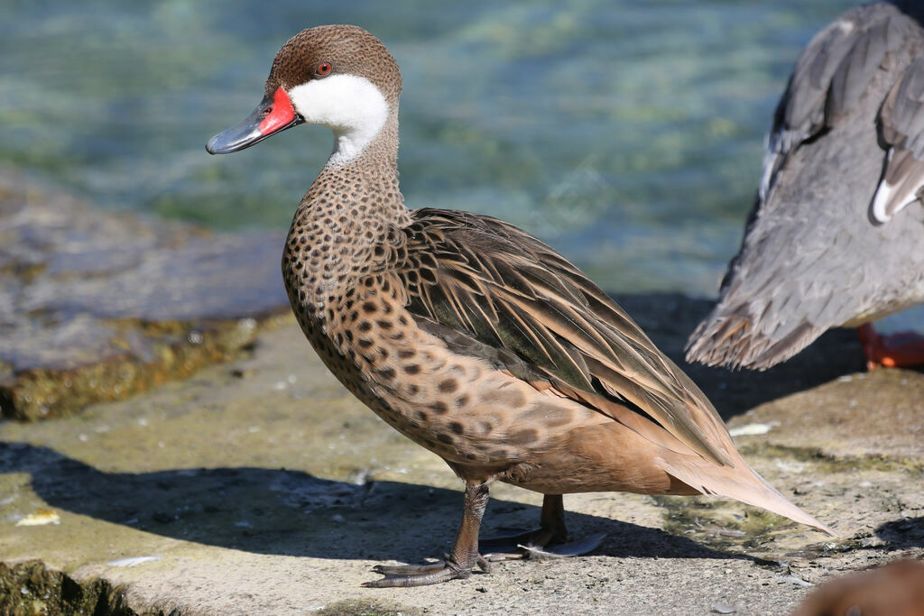 White-cheeked Pintail