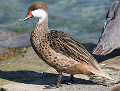 White-cheeked Pintail