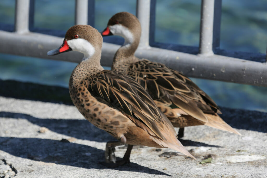 White-cheeked Pintail