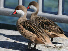 White-cheeked Pintail