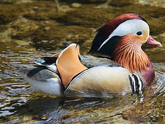 Canard mandarin