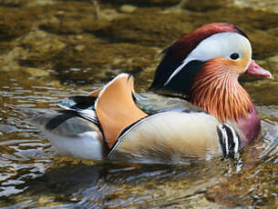 Canard mandarin