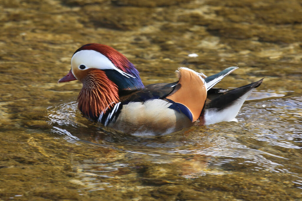 Canard mandarin