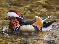 Mandarin Duck