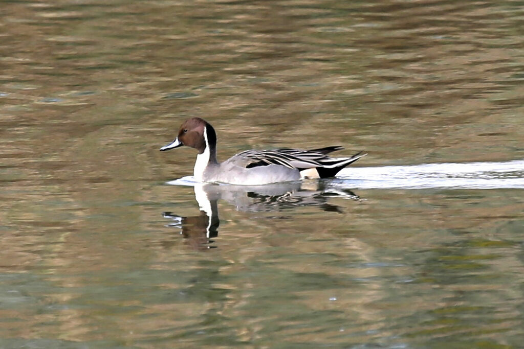 Canard pilet