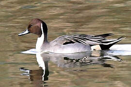 Northern Pintail