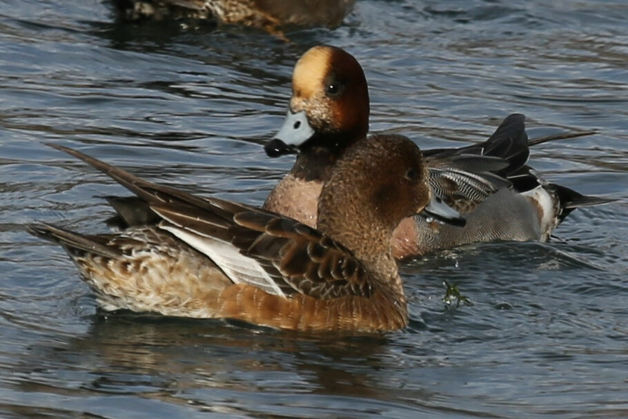 Canard siffleur