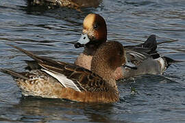 Canard siffleur