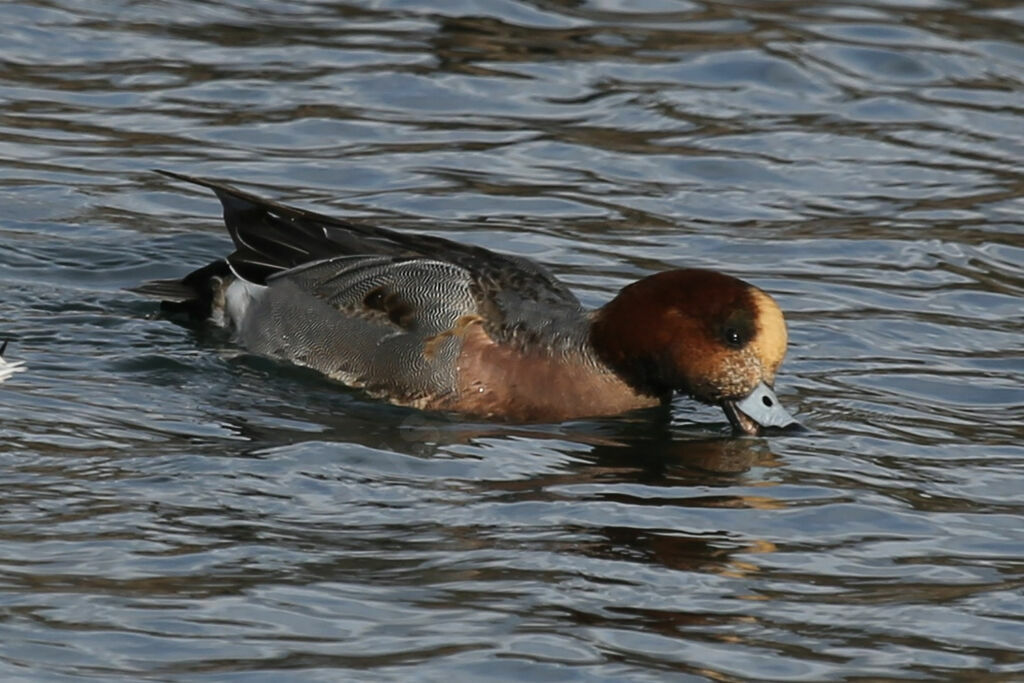 Canard siffleur