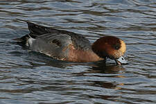 Canard siffleur