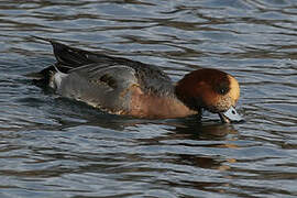 Canard siffleur