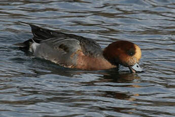 Canard siffleur