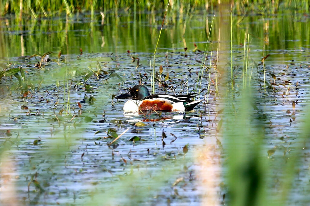 Canard souchet