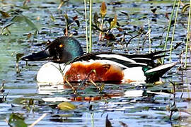 Northern Shoveler