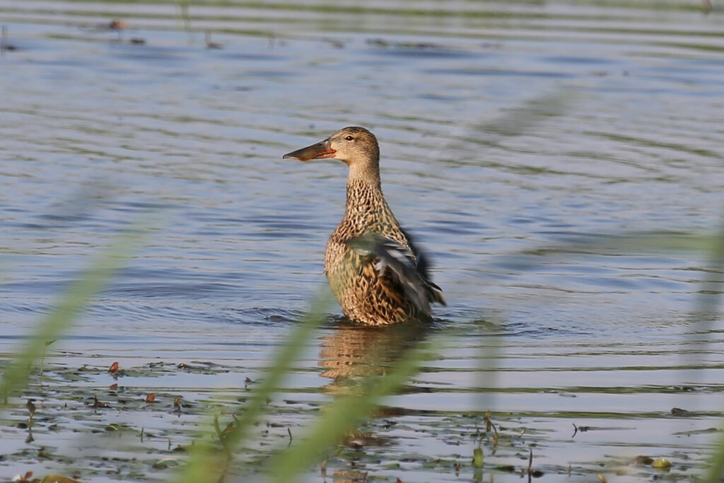 Canard souchet