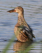 Northern Shoveler