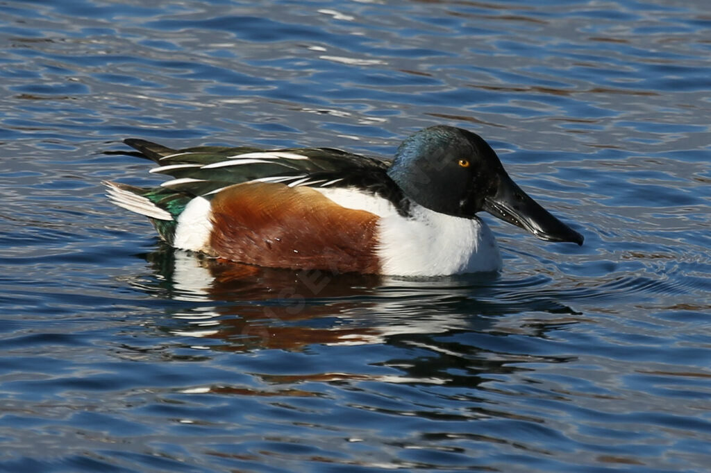 Canard souchet