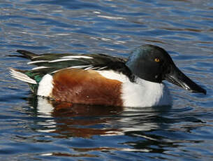 Canard souchet