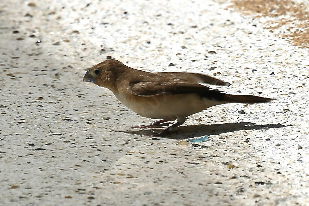 African Silverbill