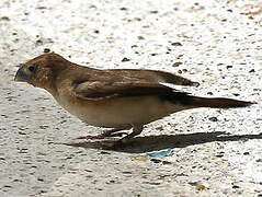 African Silverbill