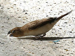 African Silverbill