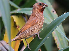 Scaly-breasted Munia