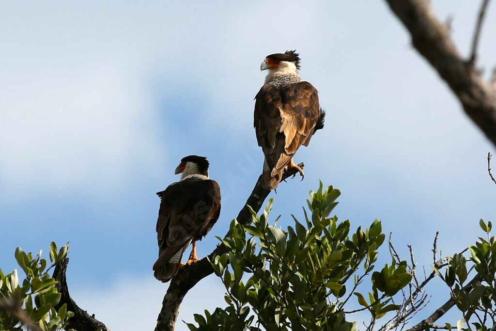 Northern Crested Caracara