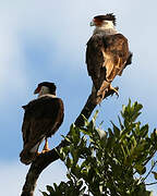 Crested Caracara (cheriway)