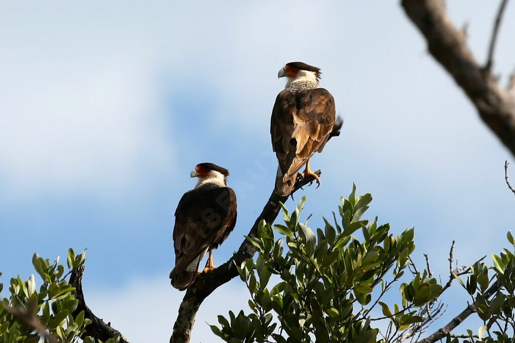 Northern Crested Caracara