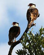 Crested Caracara (cheriway)