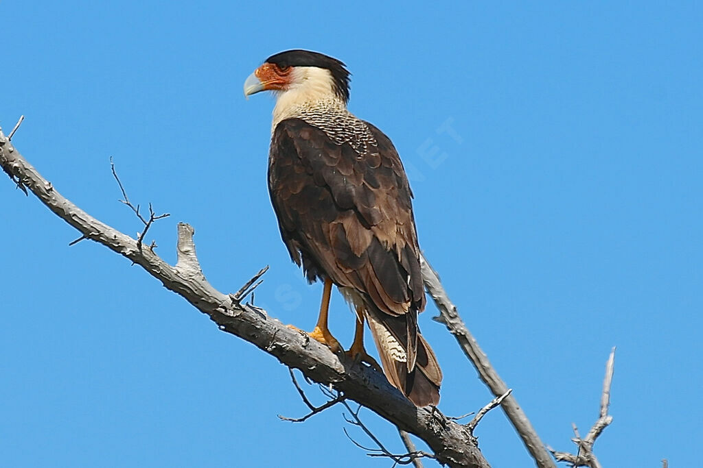 Northern Crested Caracara