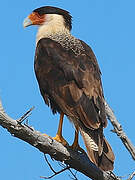 Crested Caracara (cheriway)