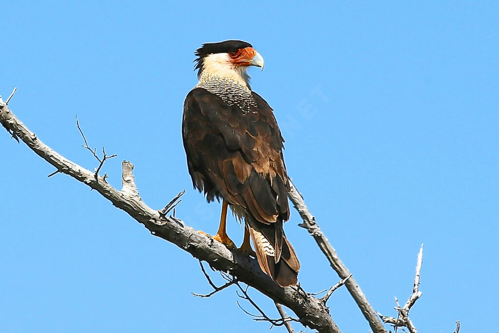 Northern Crested Caracara