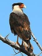 Crested Caracara (cheriway)