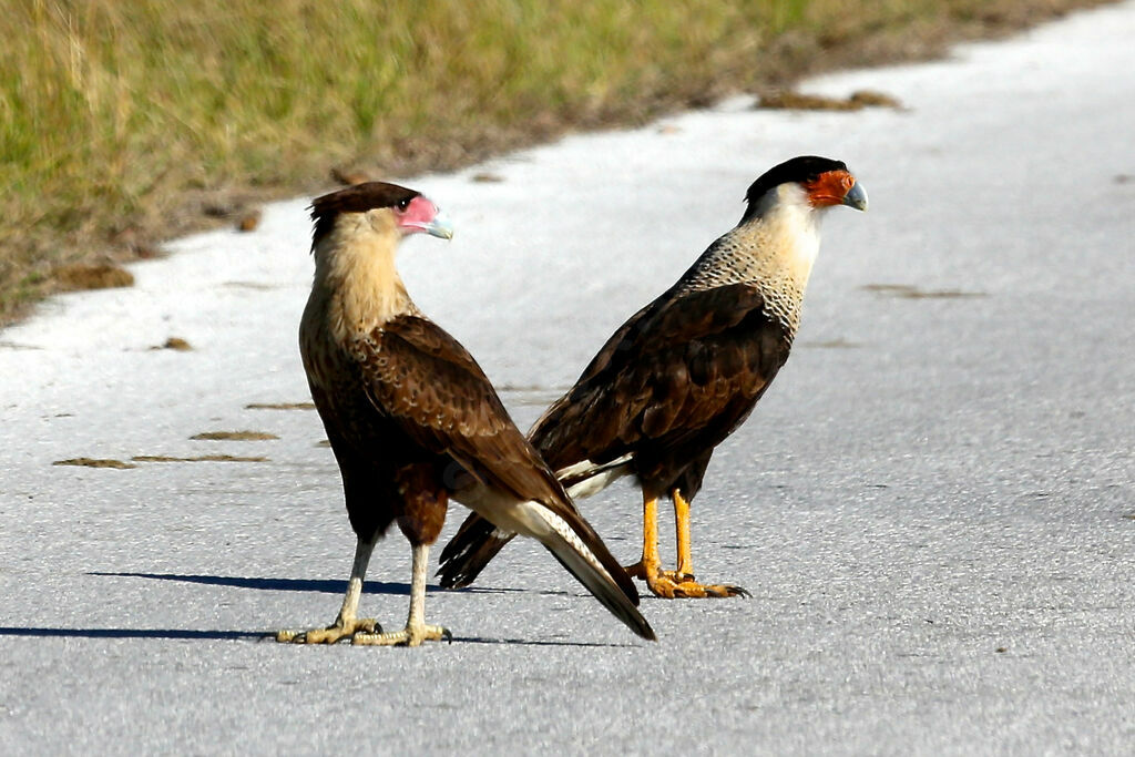 Northern Crested Caracara