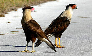 Crested Caracara (cheriway)