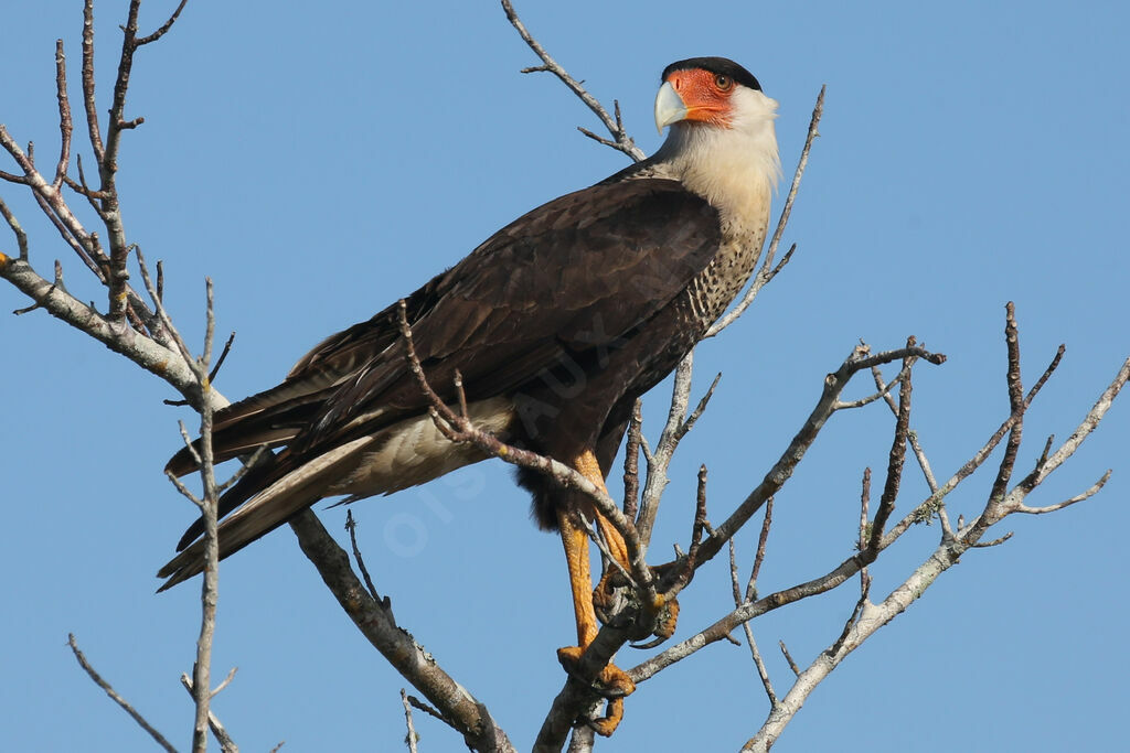 Caracara du Nord