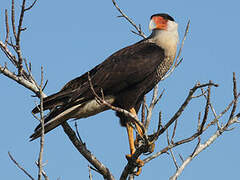 Crested Caracara (cheriway)